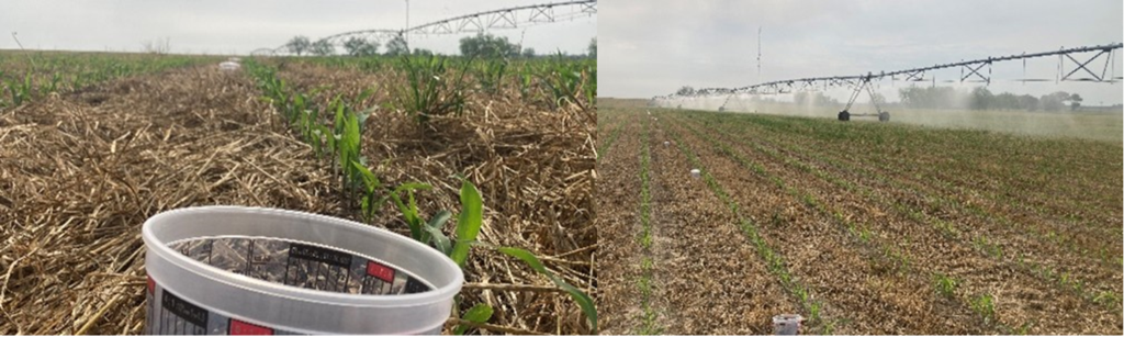 Pivot uniformity test in the field with buckets spread out across the field to catch water from the irrigation