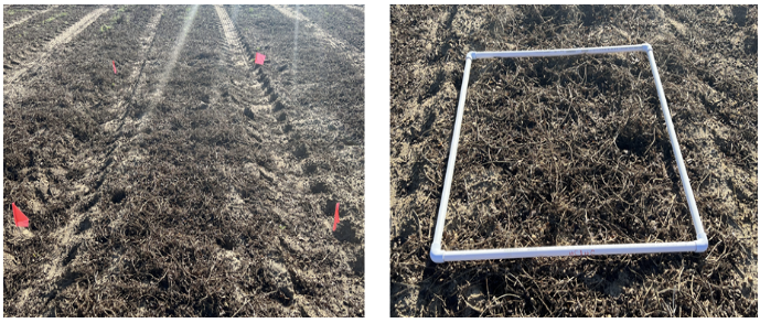 Image of marked spaces for area to estimate harvest losses.